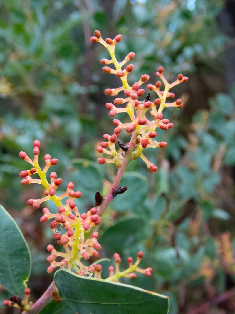 Acacia celastrifolia photo 5