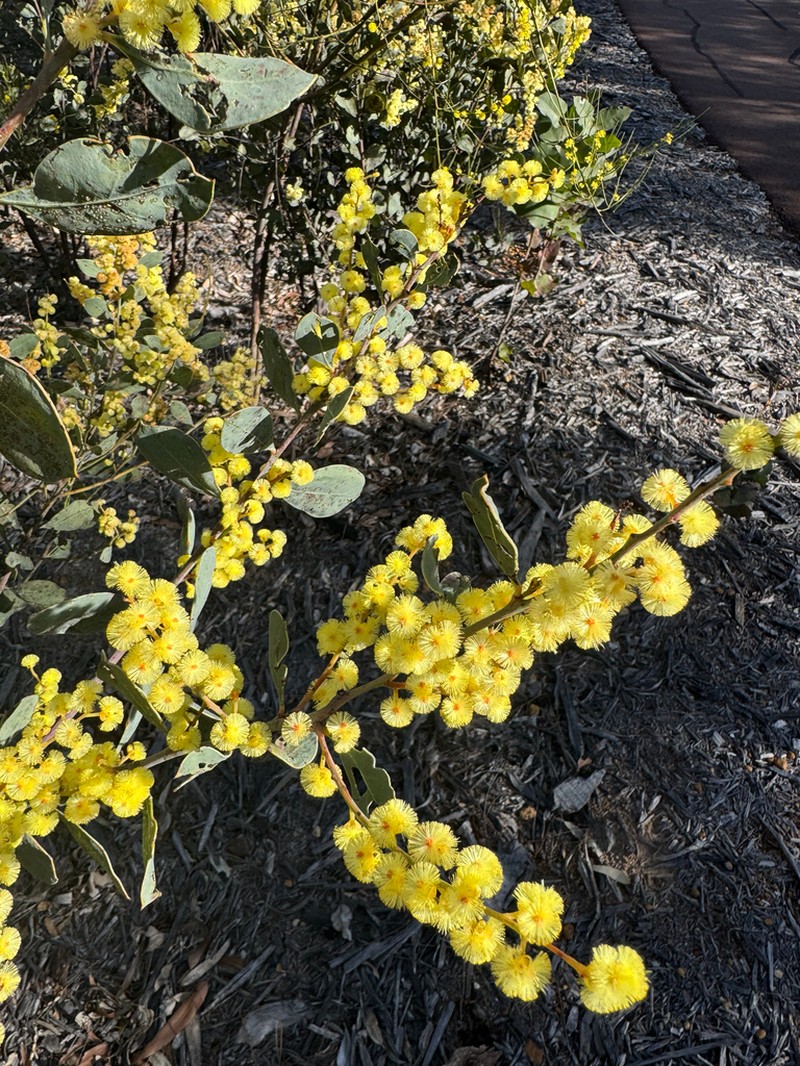 Acacia celastrifolia photo 6