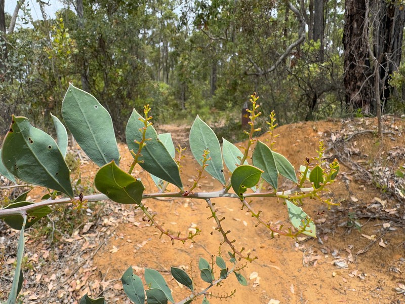 Acacia celastrifolia photo 7