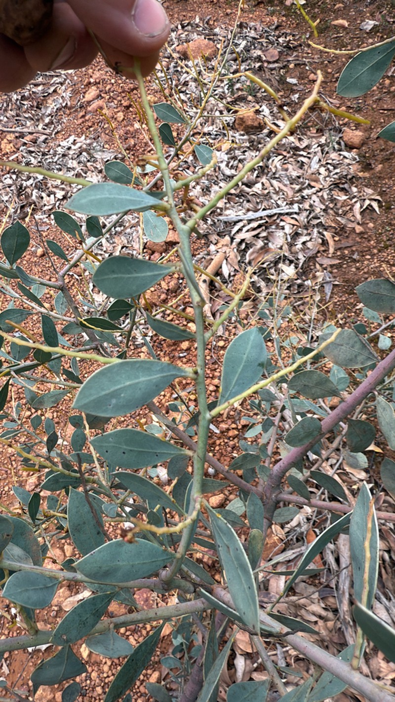 Acacia celastrifolia photo 8