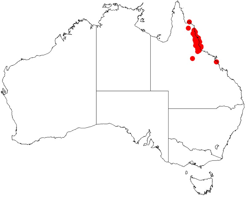 Acacia celsa