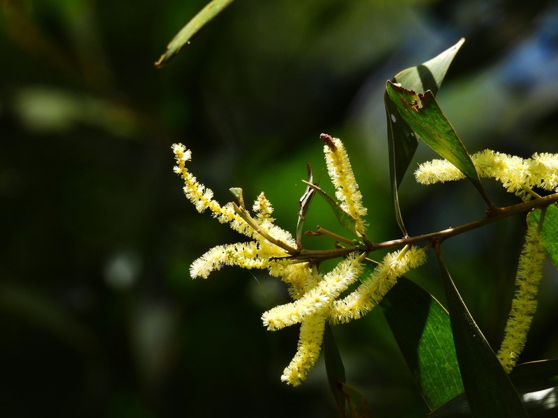 Acacia celsa photo 3