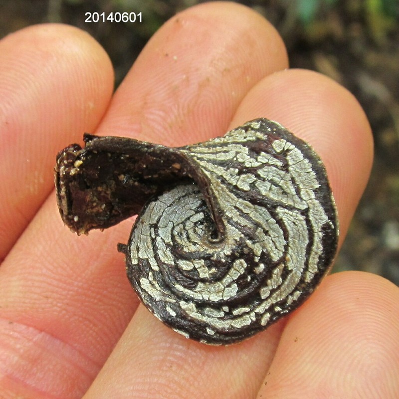 Acacia celsa photo 4