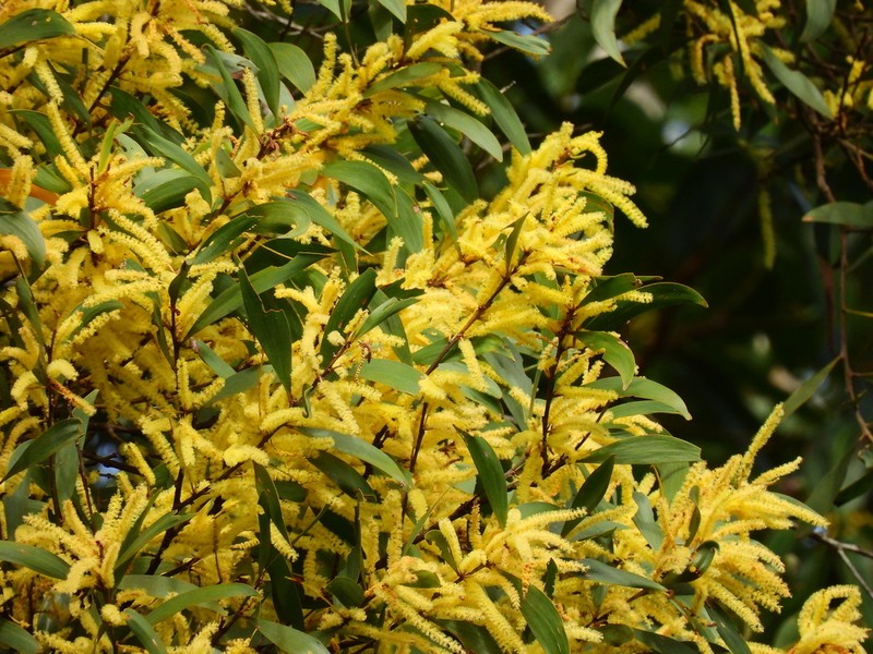 Acacia celsa photo 5