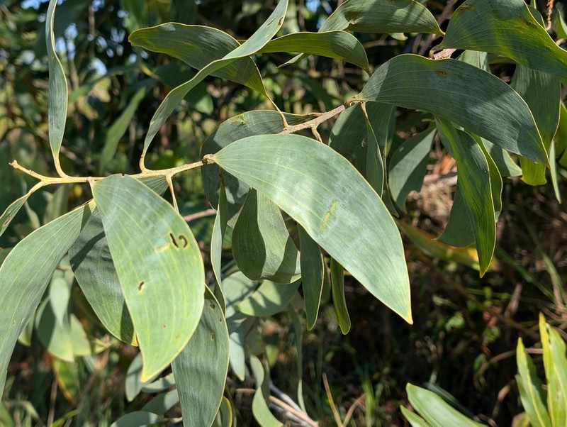 Acacia celsa photo 6