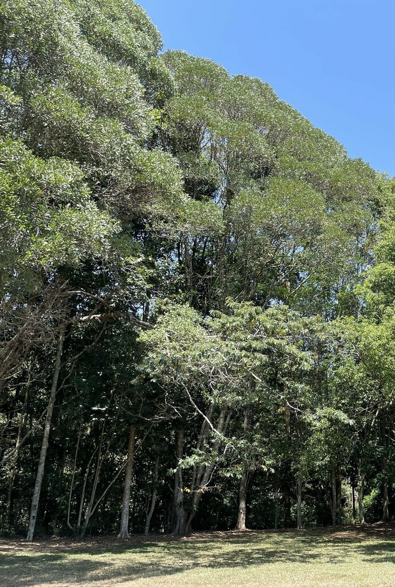 Acacia celsa photo 7