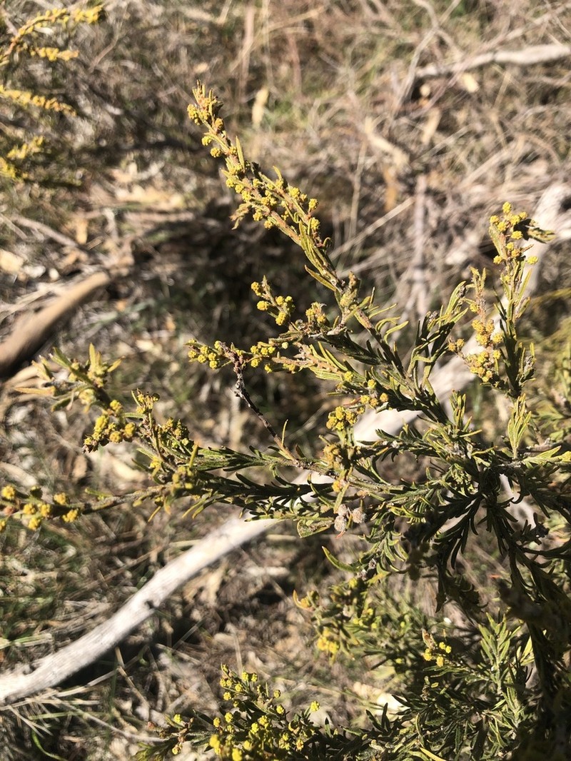 Acacia centrinervia