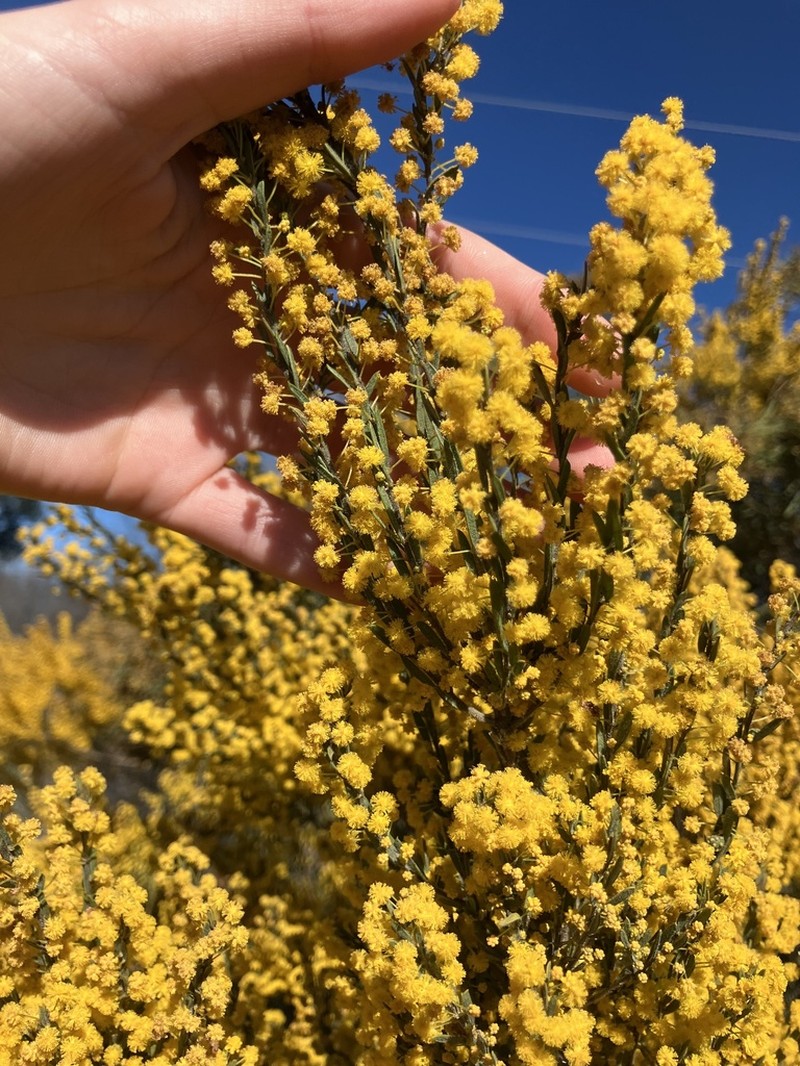 Acacia centrinervia photo 2