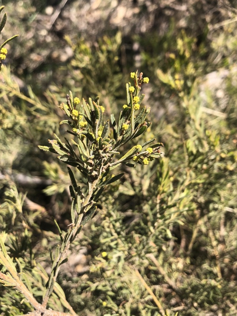 Acacia centrinervia photo 3