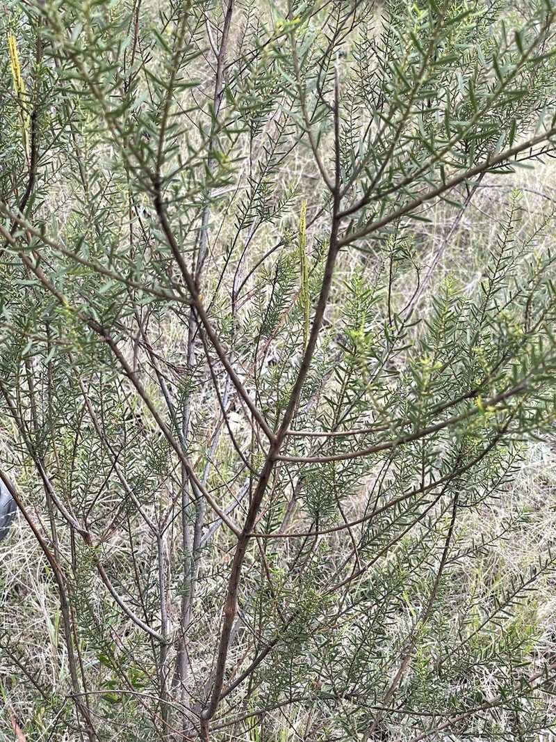 Acacia centrinervia photo 4