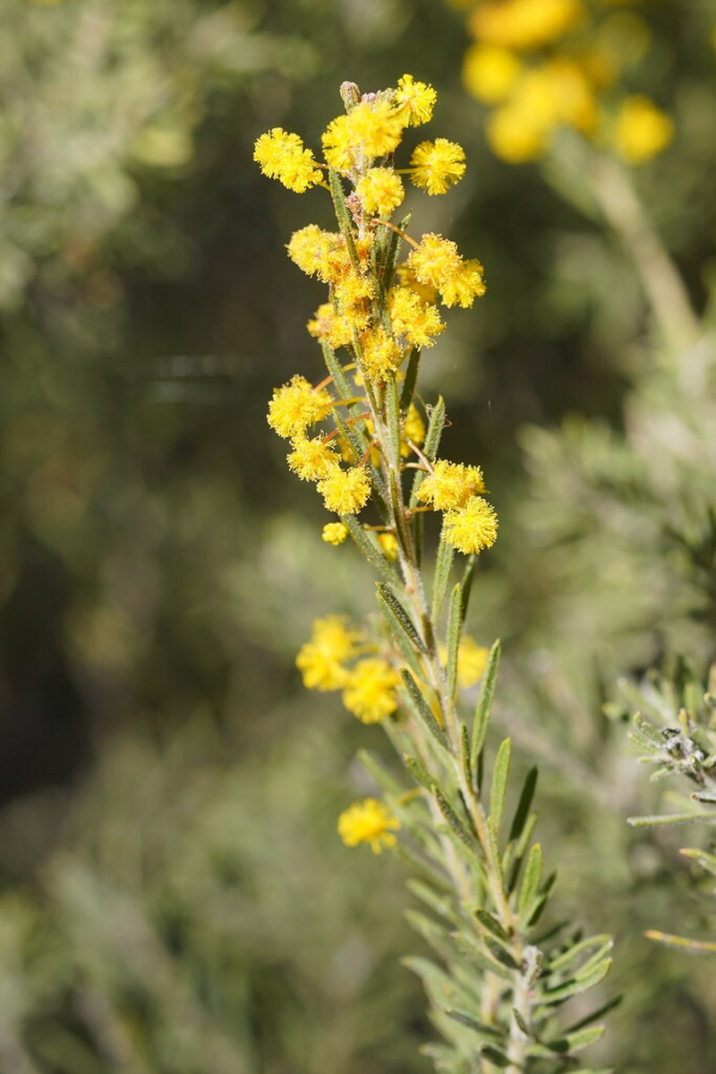 Acacia centrinervia photo 5