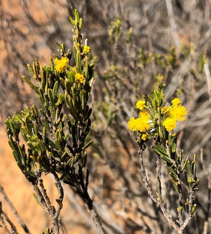 Acacia centrinervia photo 6