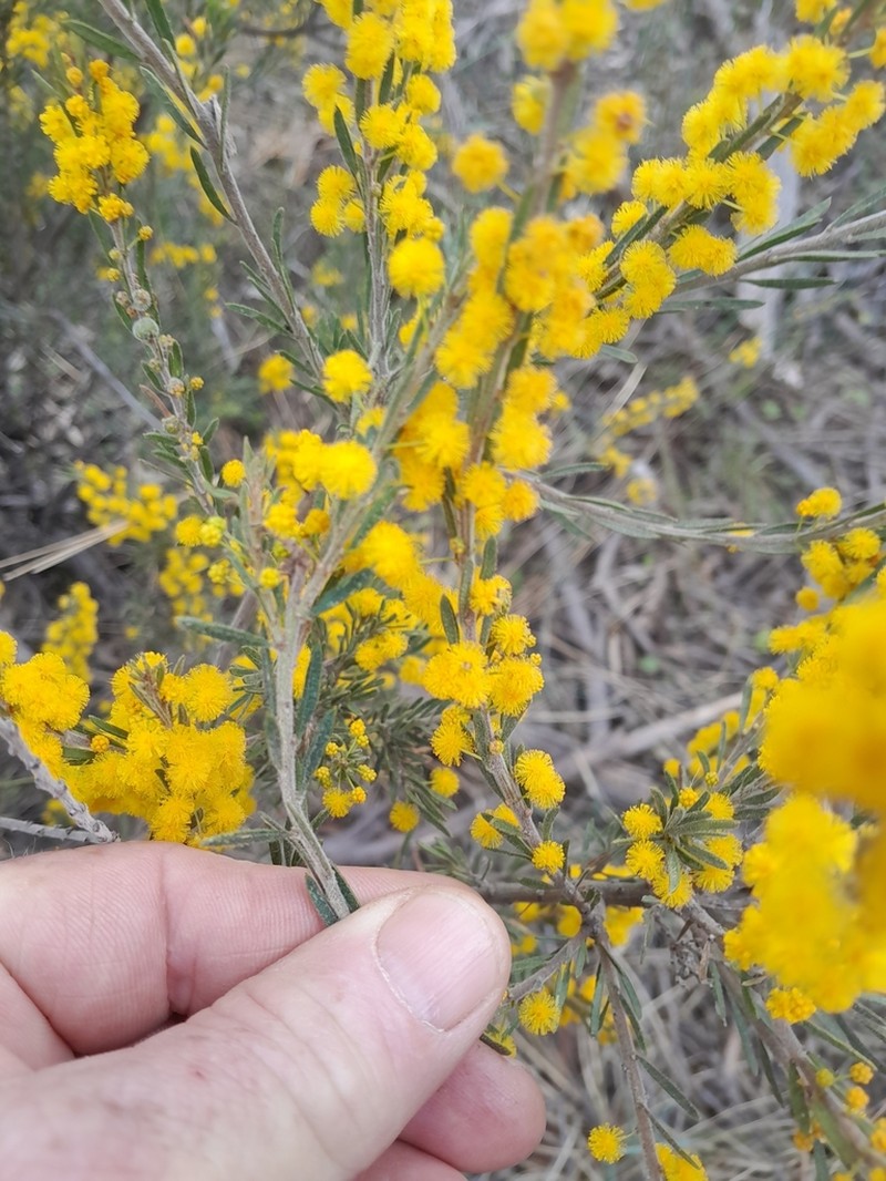 Acacia centrinervia photo 7