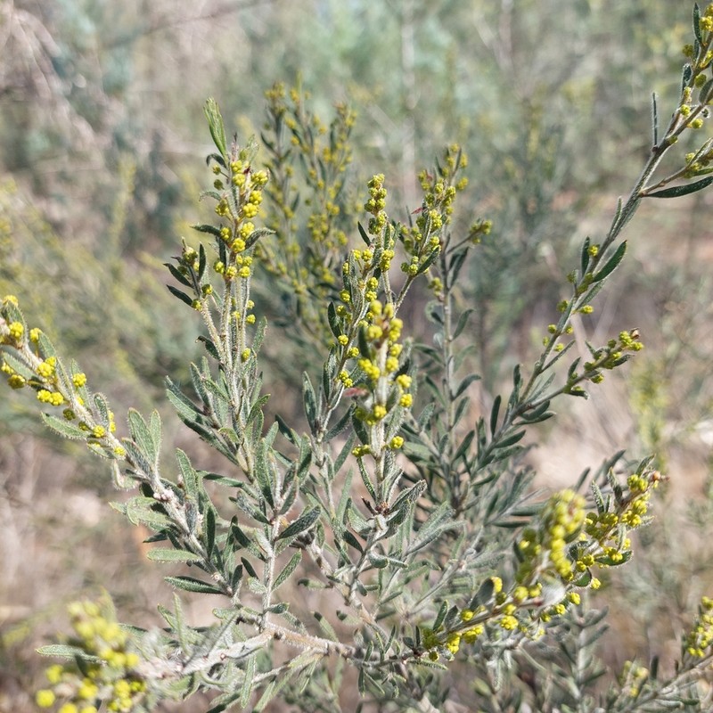 Acacia centrinervia photo 8