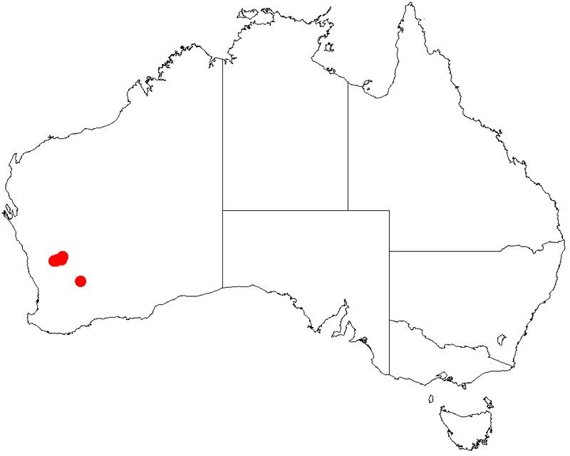 Acacia cerastes