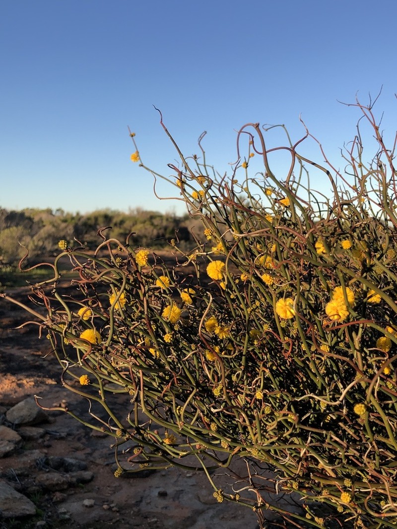 Acacia cerastes photo 2