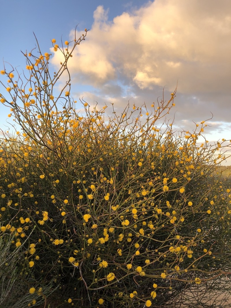Acacia cerastes photo 3