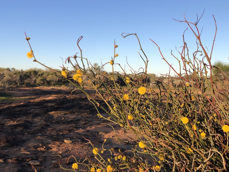 Acacia cerastes photo 4