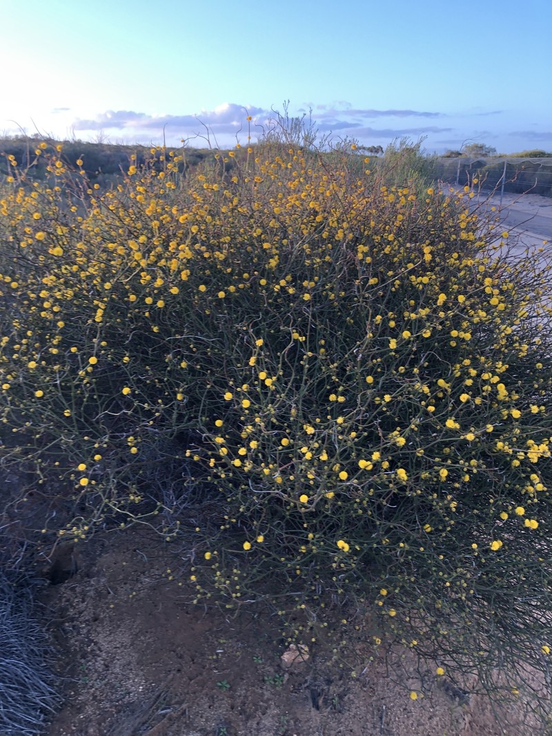 Acacia cerastes photo 5