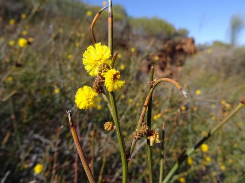 Acacia cerastes photo 6