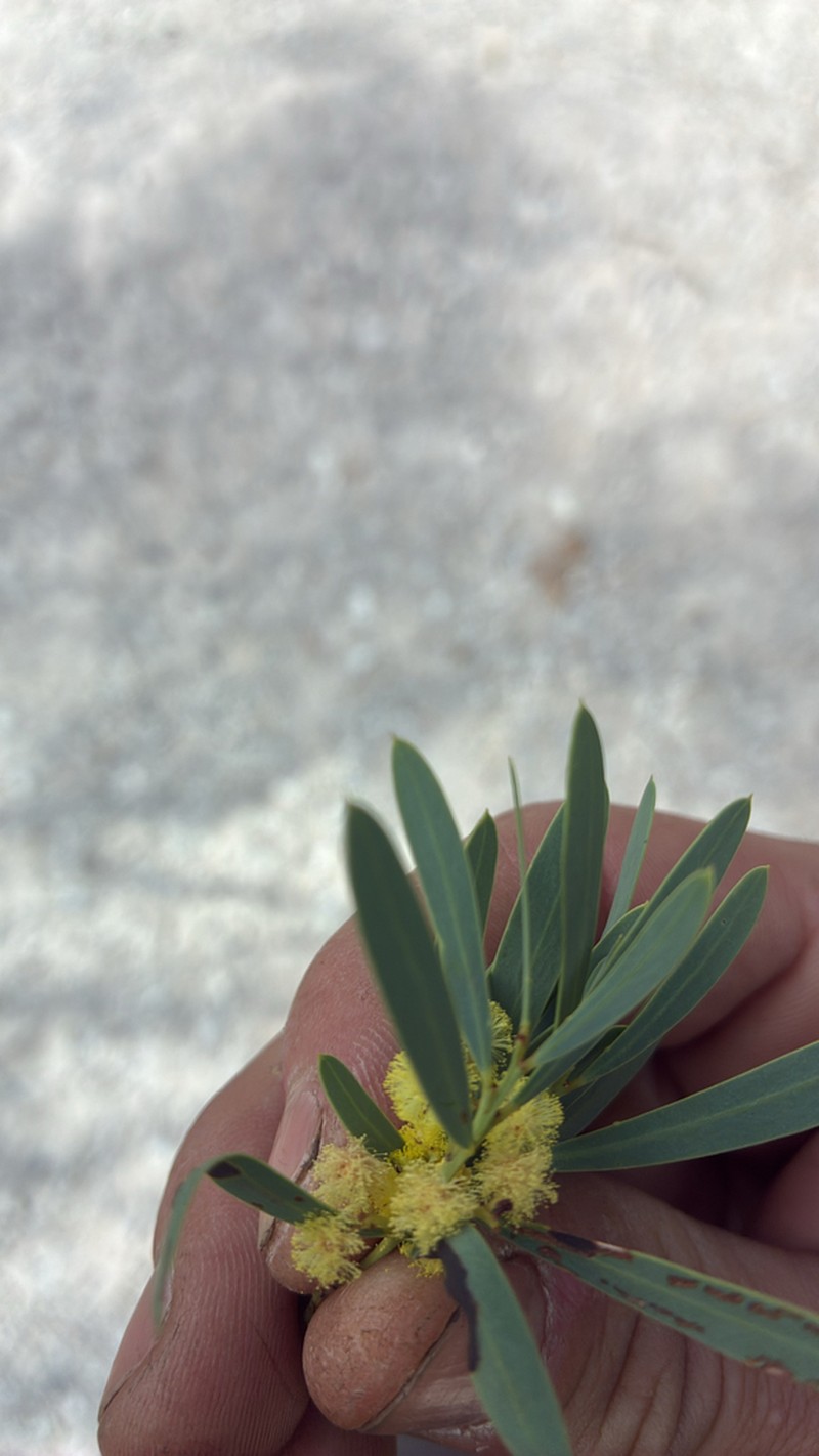 Acacia chalkeri photo 4
