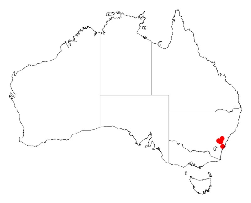 Acacia chalkeri