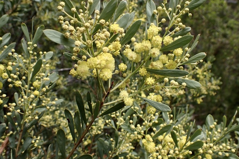 Acacia chalkeri photo 2