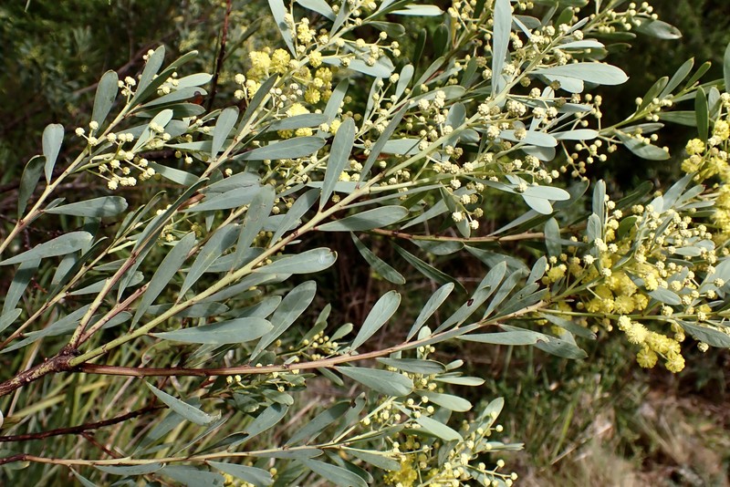 Acacia chalkeri photo 3