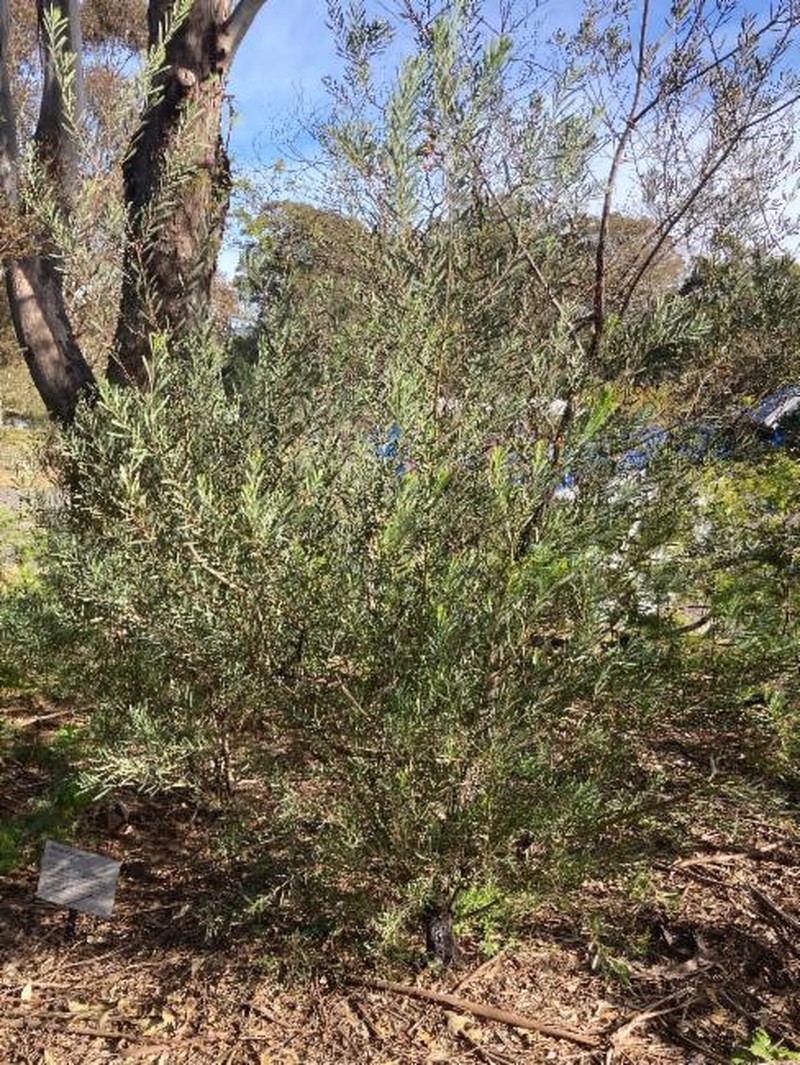 Acacia chalkeri photo 4