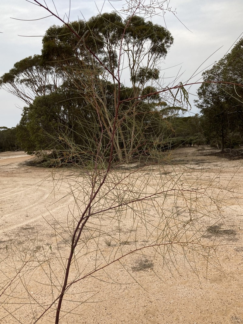 Acacia chamaeleon