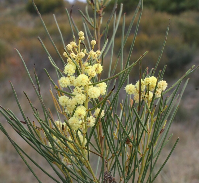 Acacia chamaeleon photo 3