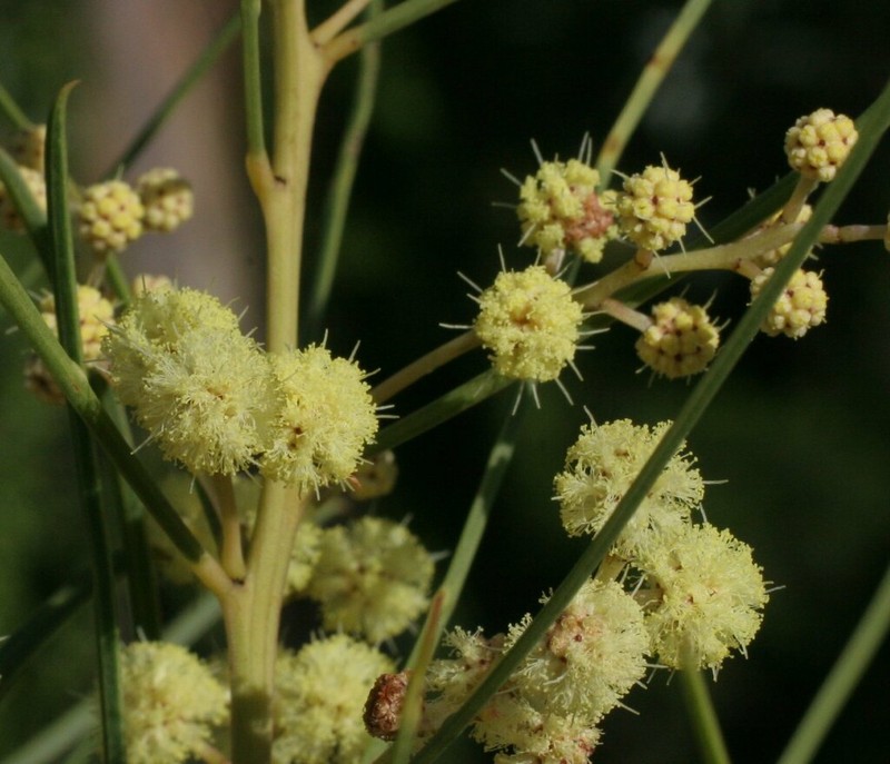 Acacia chamaeleon photo 4