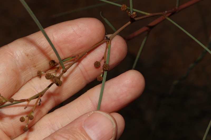 Acacia chamaeleon photo 5