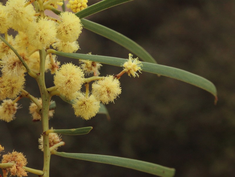 Acacia chamaeleon photo 6