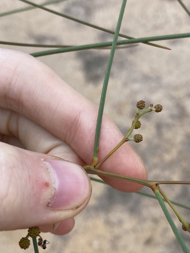 Acacia chamaeleon photo 7