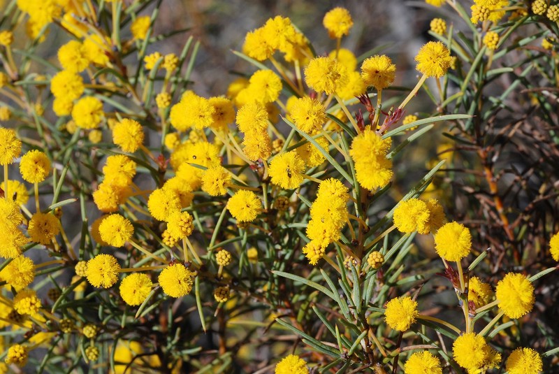 Acacia chapmanii