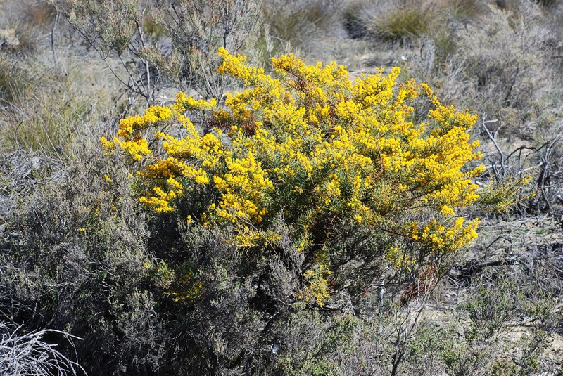 Acacia chapmanii photo 2