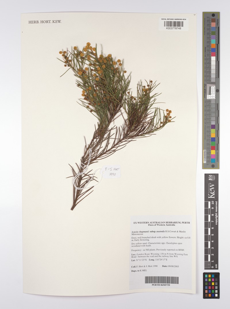 Acacia chapmanii photo 3