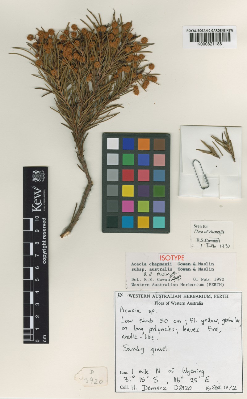 Acacia chapmanii photo 4