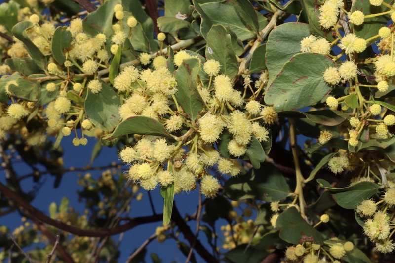 Acacia chartacea