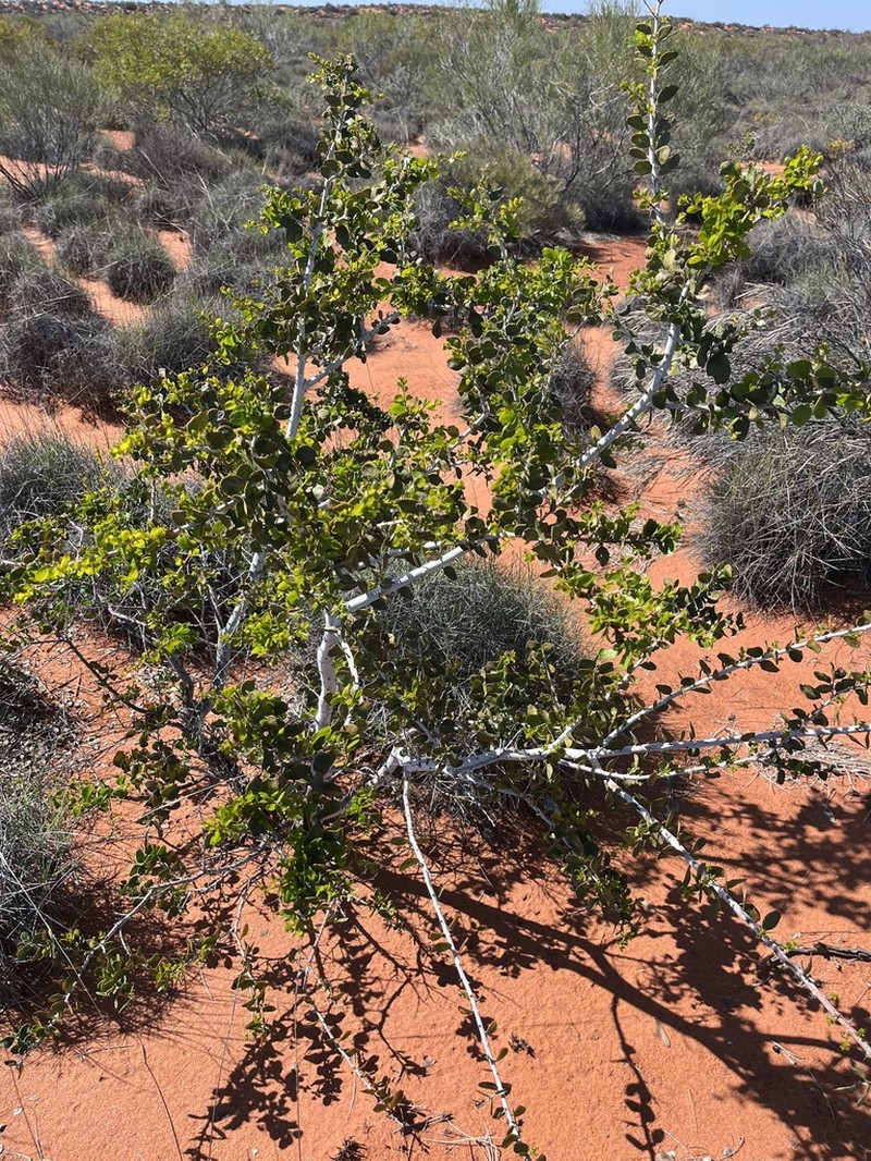 Acacia chartacea photo 2