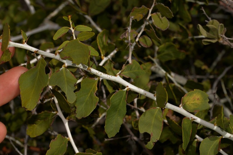 Acacia chartacea photo 3