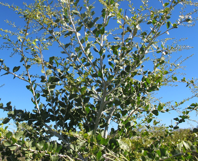 Acacia chartacea photo 4