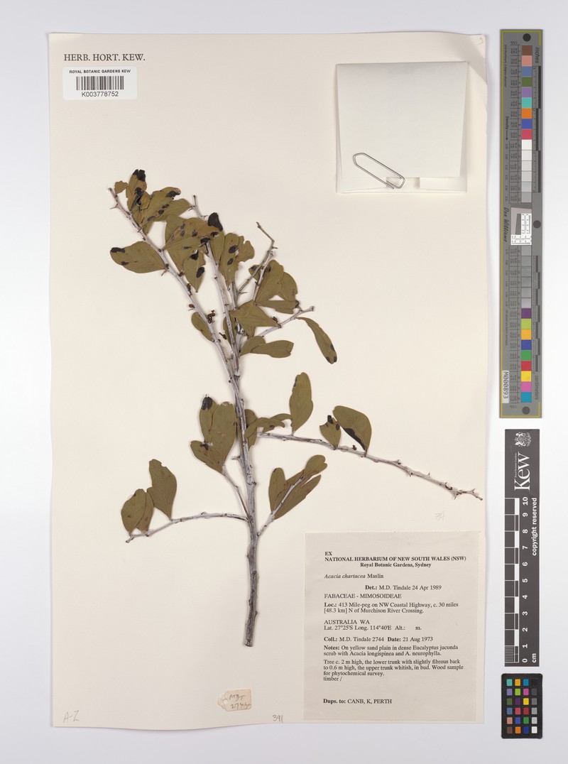 Acacia chartacea photo 5