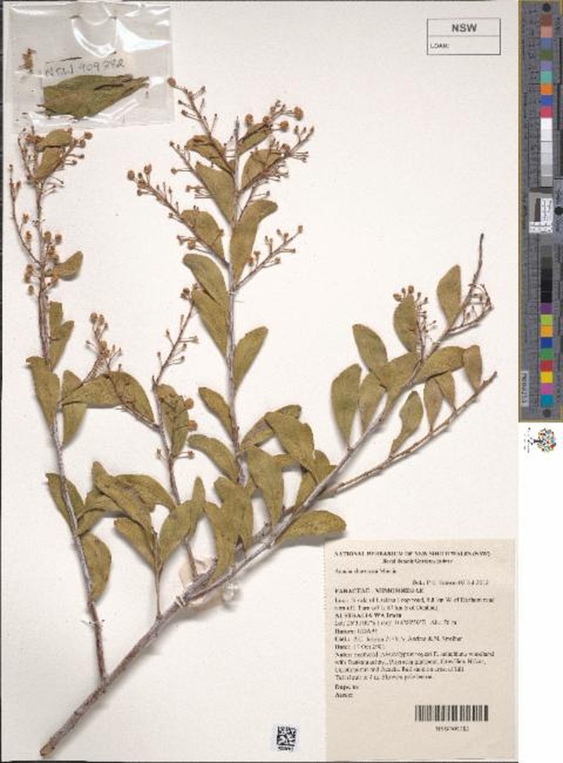 Acacia chartacea photo 6