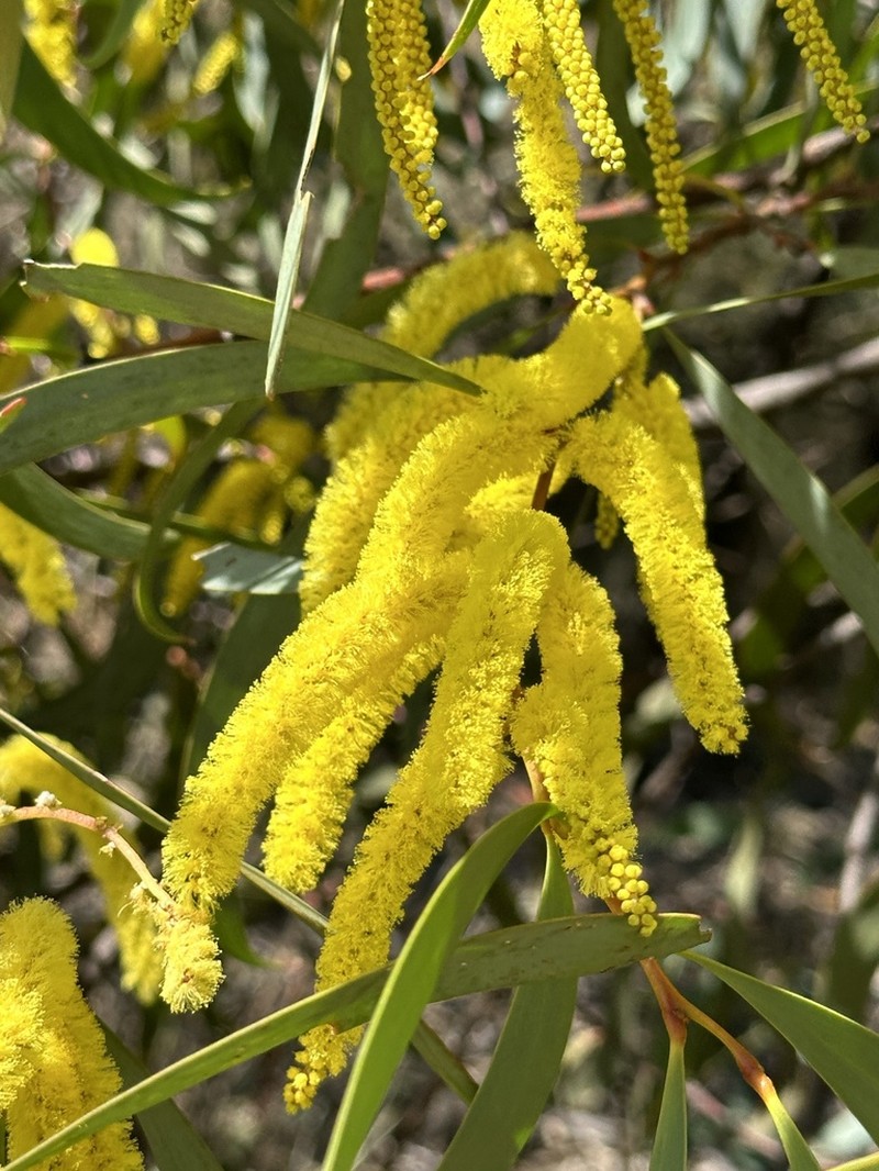 Acacia cheelii photo 2