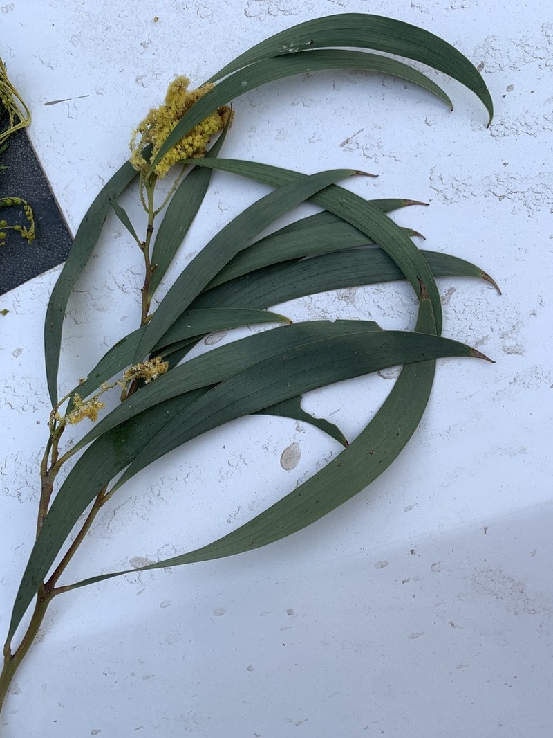 Acacia cheelii photo 3