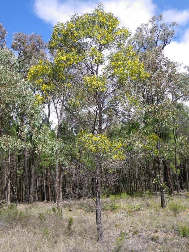 Acacia cheelii photo 4