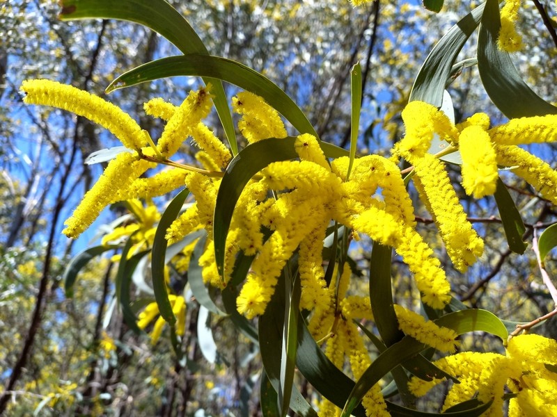 Acacia cheelii photo 5