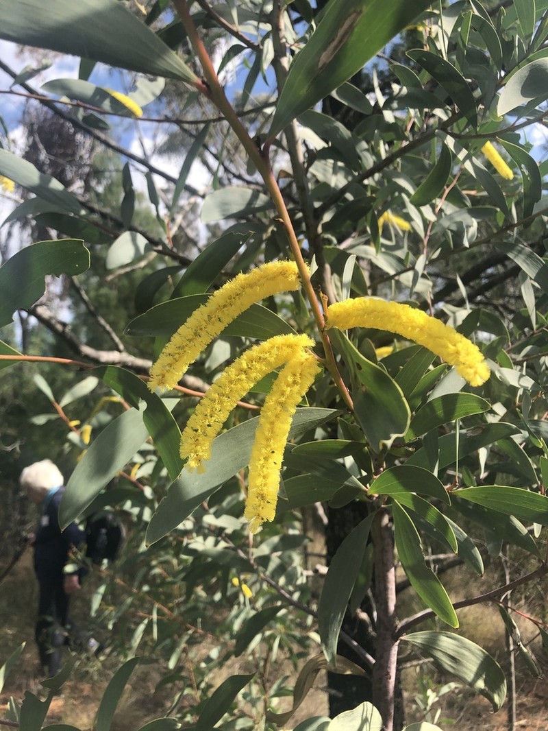 Acacia cheelii photo 6